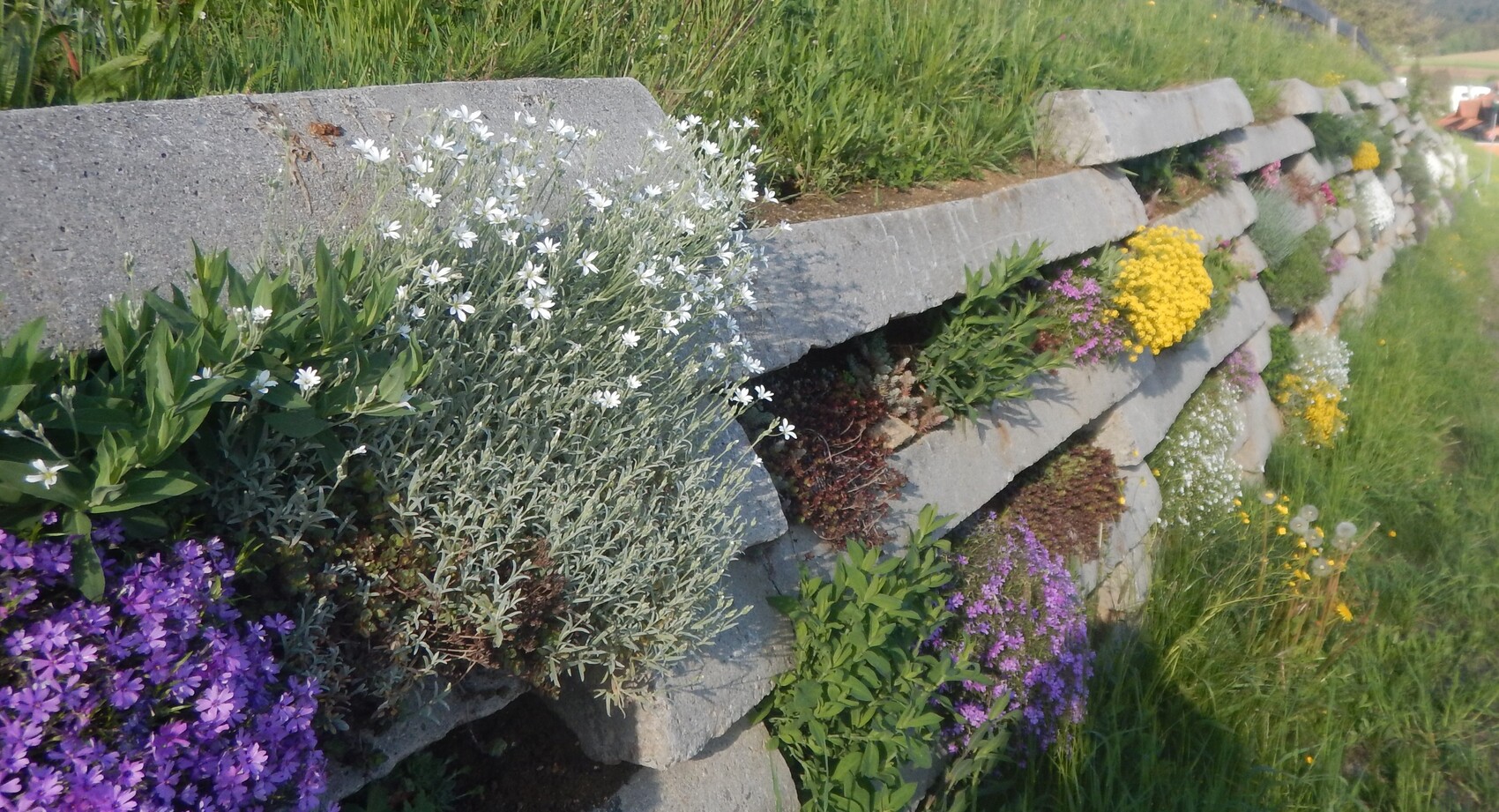Stufenförmige Betonmauer mit buntem Blumenbeet aus weißen, gelben und lila Blüten am Hang