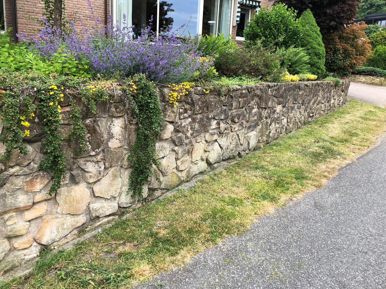Natursteinmauer als Beetkante mit Lavendel, gelben Blüten und grünem Bewuchs vor dem Haus.