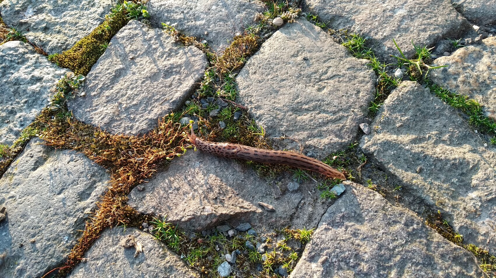 Braune Leopardenschnecke kriecht über grobe Steinplatten mit Moos und Gras.