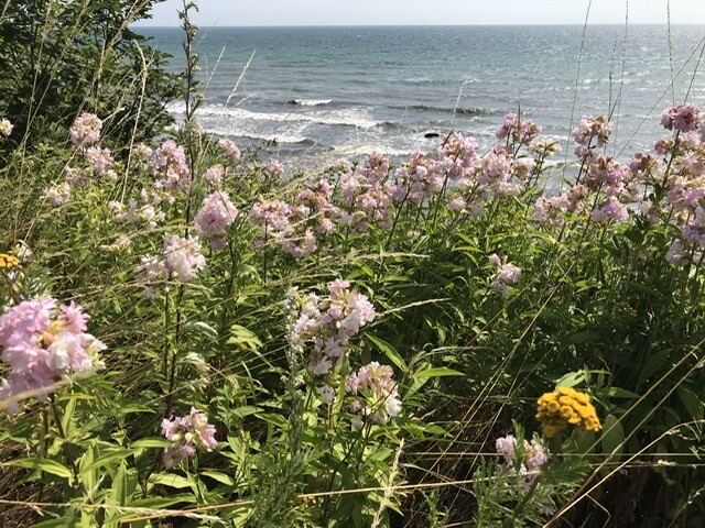 Küstenlandschaft mit pinken und gelben Blumen im Vordergrund, Meer im Hintergrund.