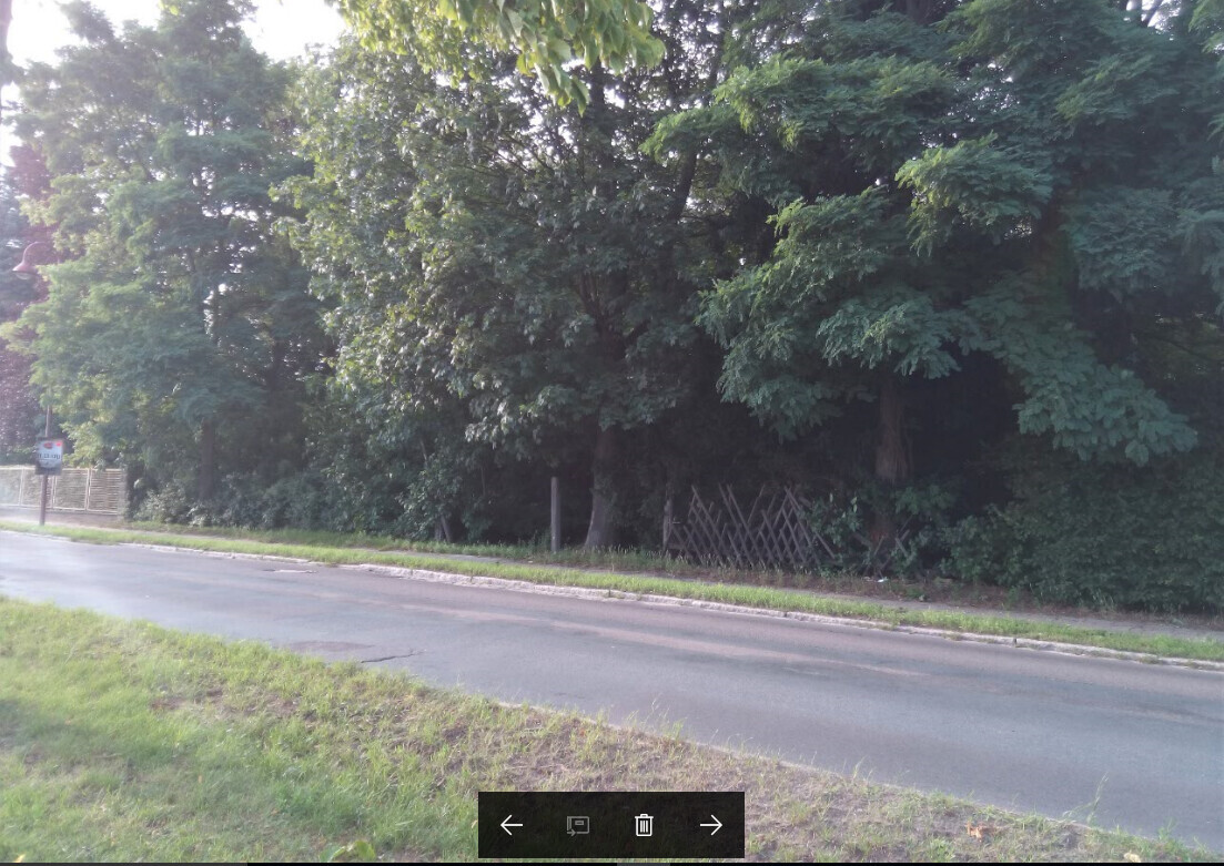 Straße am Straßenrand mit dichter Baumreihe, Zaun und Gras.