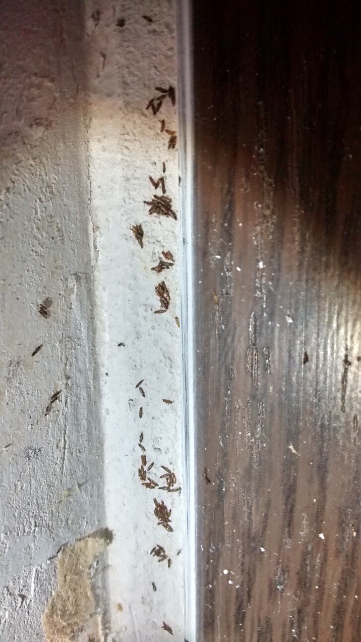 Kleine braune Insekten entlang der Fuge zwischen rauer Betonwand und Holzfußboden
