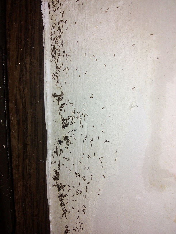 Kleiner brauner Termitenbefall entlang einer weißen Wand neben einem dunklen Türrahmen