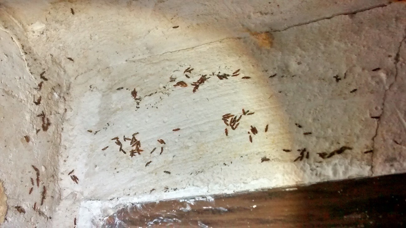 Wände mit Termitenbefall und kleinen braunen Insekten an feuchter Wand