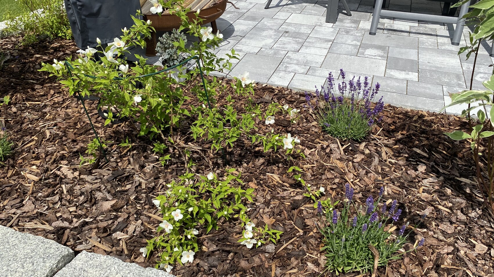 Gartenbeet mit braunem Mulch, weißen Blütensträuchern und Lavendel an einer Terrasse.