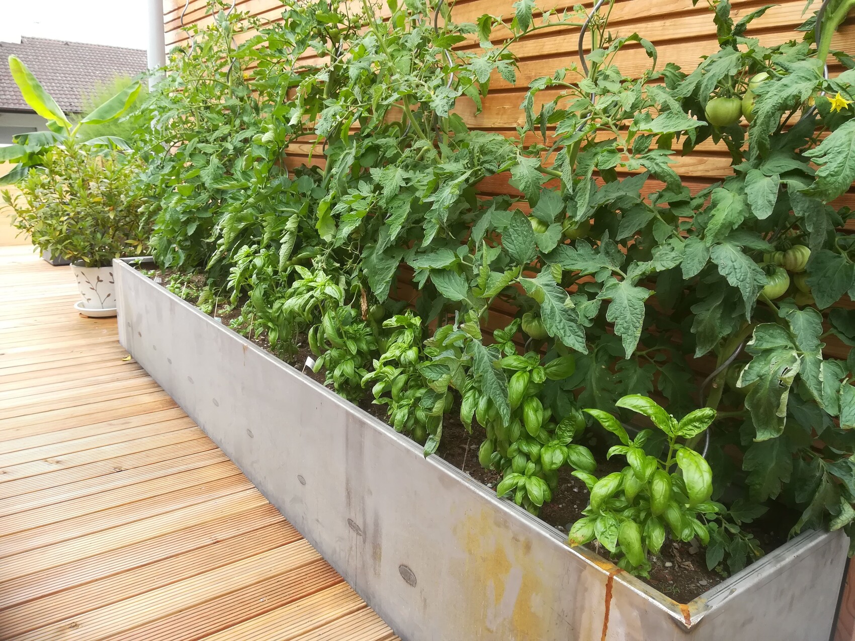 Hochbeet mit Tomaten- und Basilikumpflanzen auf Holzdeck vor Holzzaun.