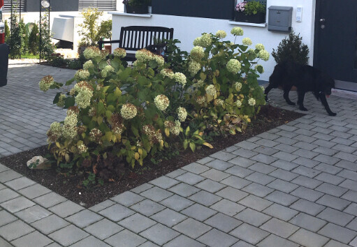 Beet mit Hortensien-Sträuchern, Sitzbank, gepflasterter Weg; schwarzer Hund am Rand