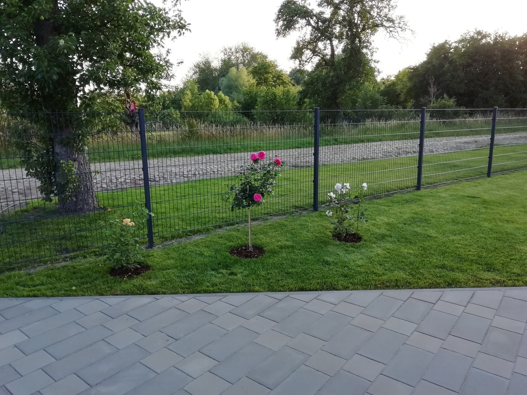 Drei Rosensträucher (gelb, pink, weiß) stehen am Metallzaun im Garten.
