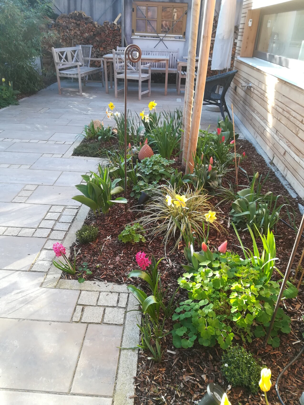 Gartenbeet mit gelben Narzissen, Tulpen und Grünpflanzen; Terrasse mit Holzstühlen im Hintergrund.