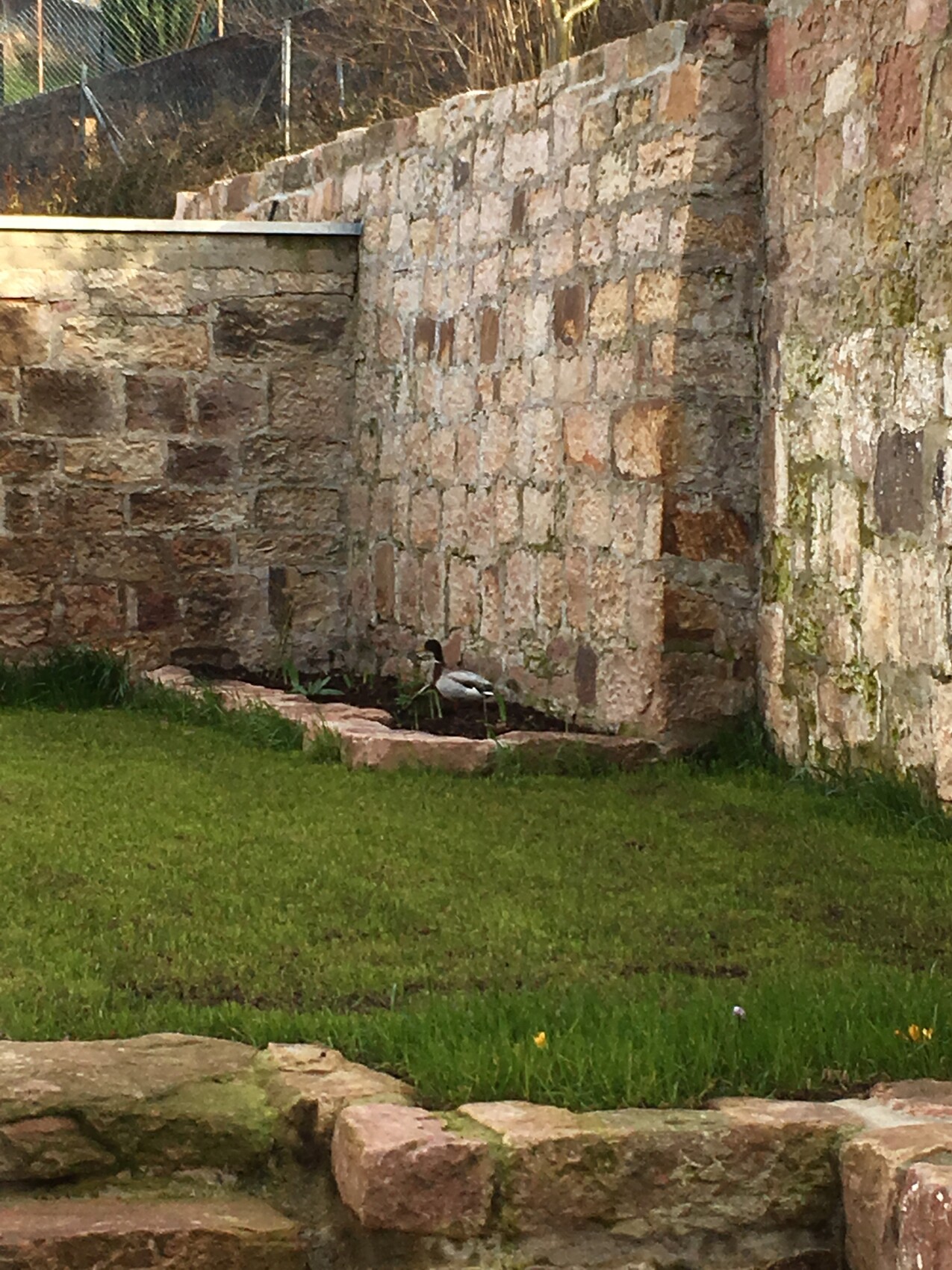 Steinmauer, grüner Rasen davor, ein kleiner Vogel (Ente) am Boden nahe der Mauer.