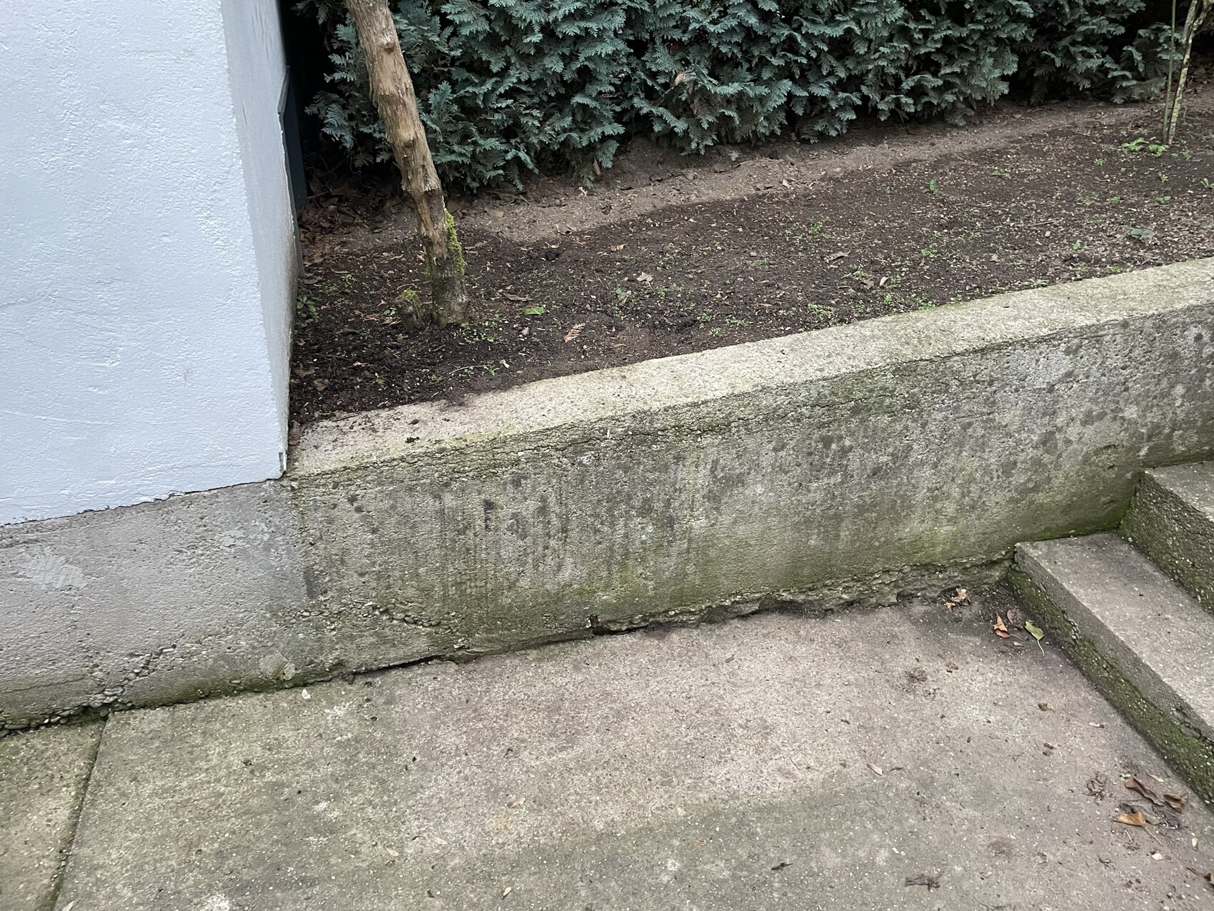 Außenbereich: graue Wand, Moos an Stützmauer, Baumstamm lehnt daneben, Treppe rechts, Hecke.