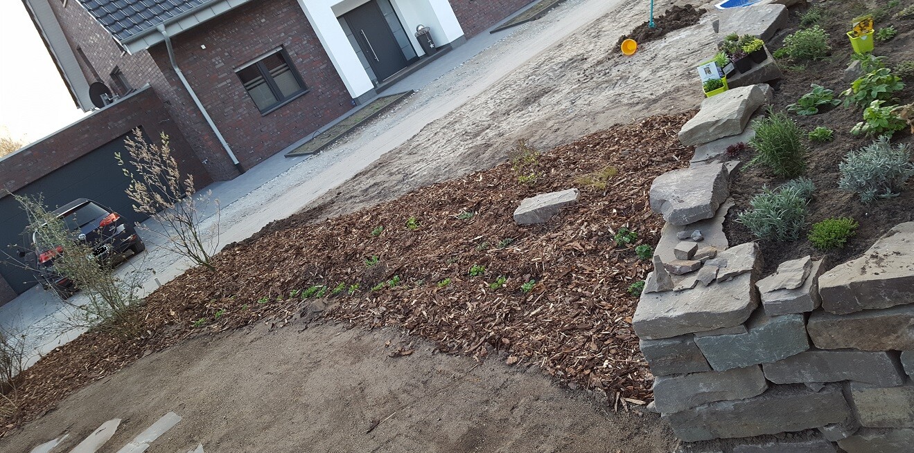 Vorgarten vor modernem Haus: Bruchstein-Stützmauer rechts, Mulchbeet und Pflanzungen.