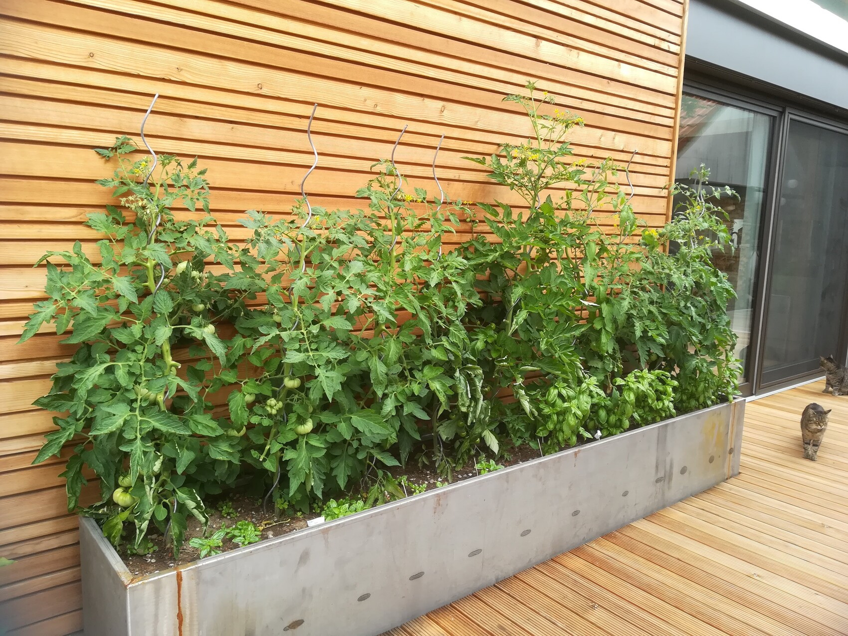Tomatenpflanzen wachsen in einem Metallbeet vor einer Holzfassade; zwei Katzen auf der Holzterrasse.