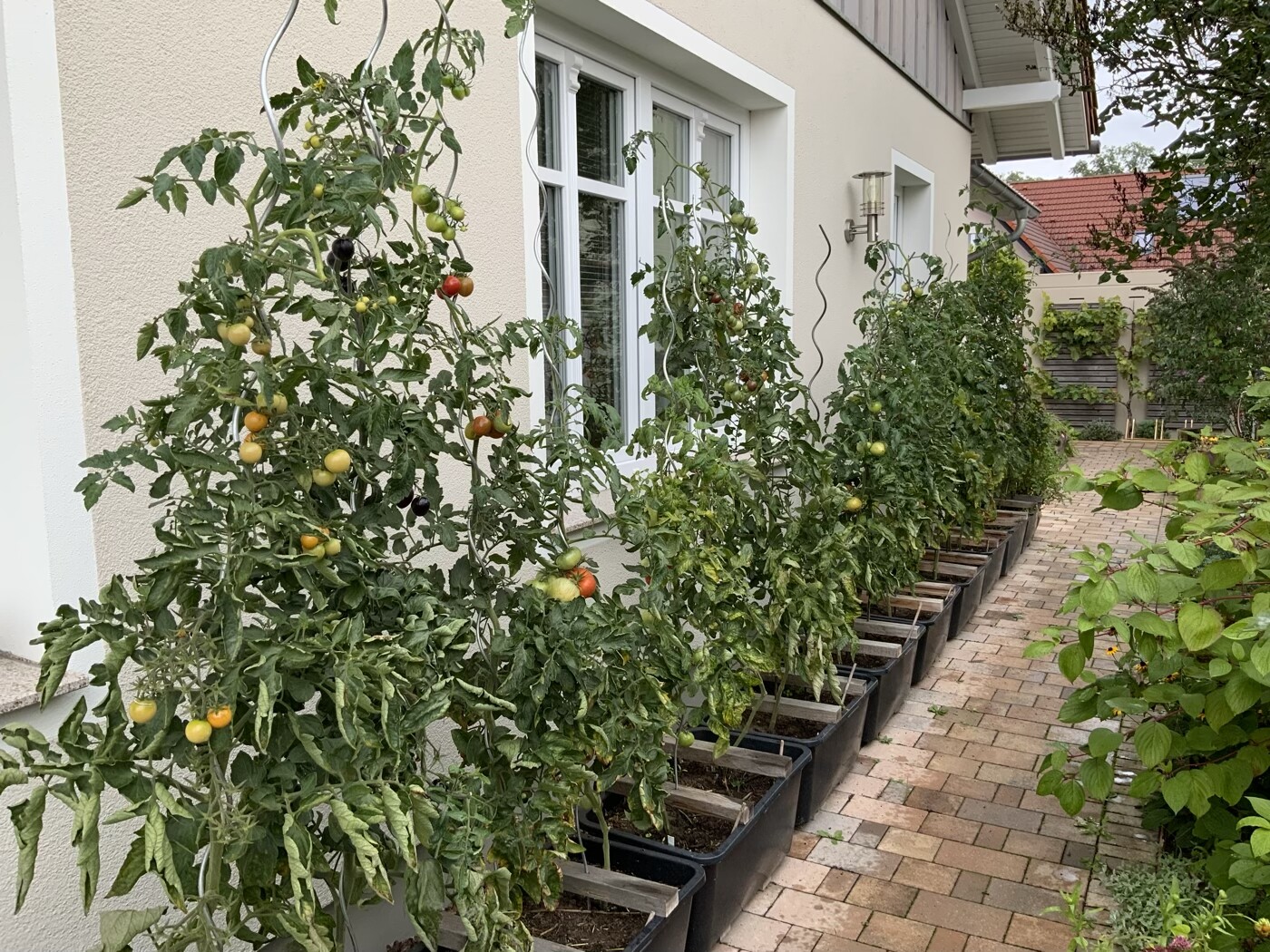 Tomatenpflanzen in Töpfen entlang der Hauswand, reife rote und gelbe Früchte.