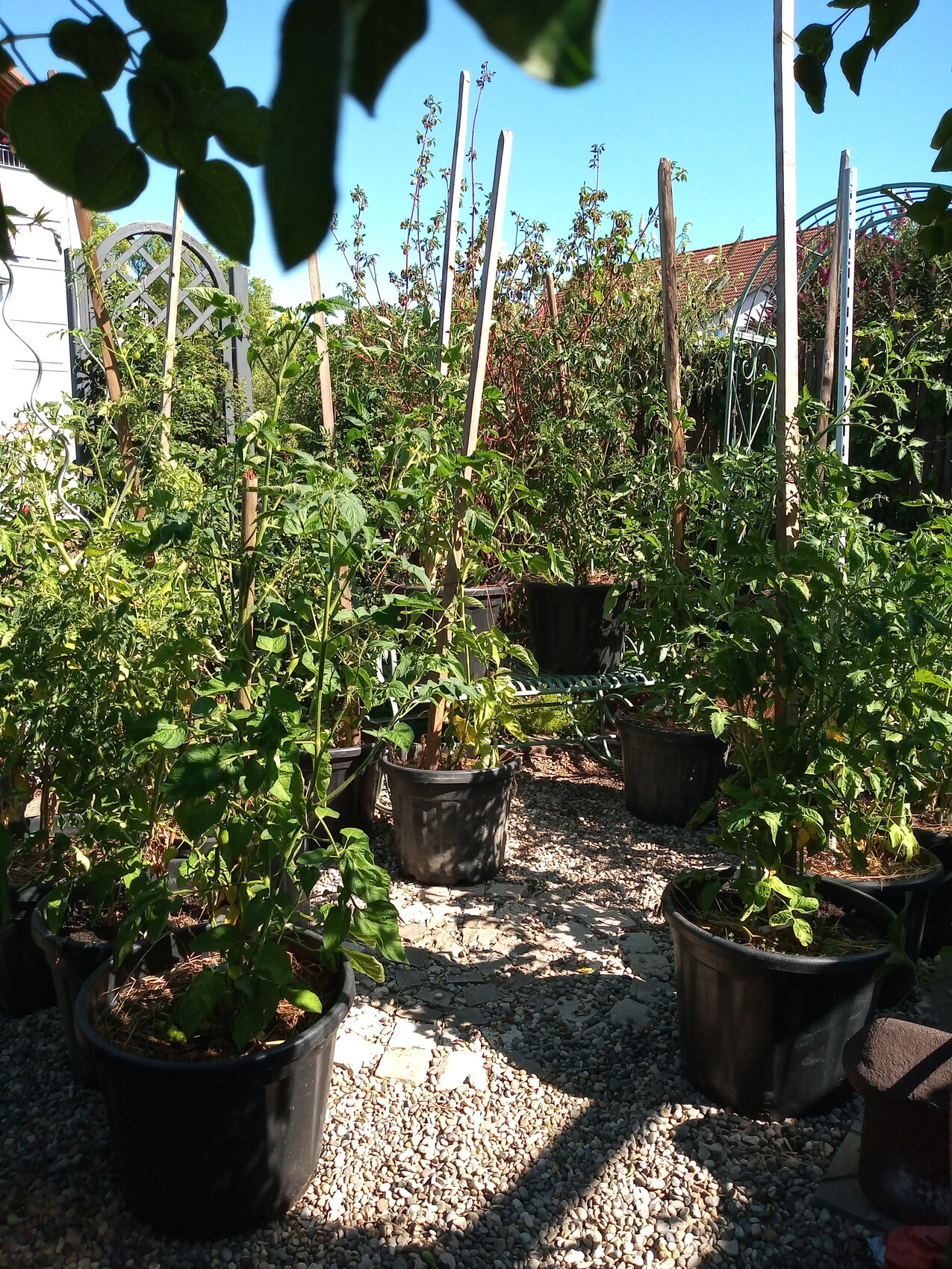 Garten mit Tomatenpflanzen in schwarzen Töpfen, Stäbe als Rankhilfen auf Kiesboden