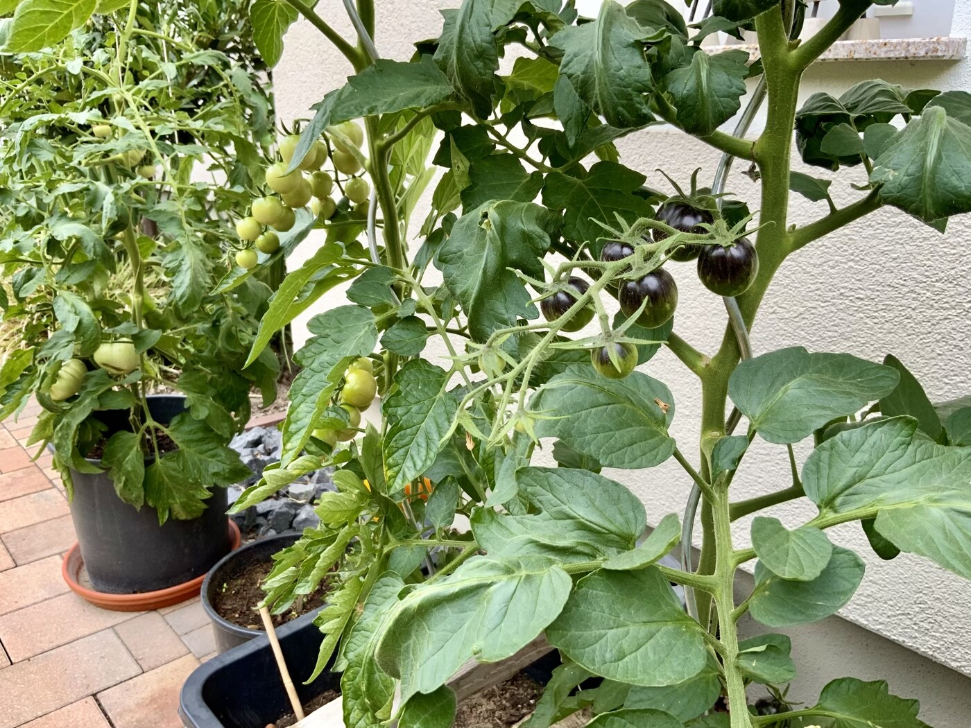 Tomatenpflanzen in Töpfen an einer Terrasse, mit grünen unreifen und dunklen Cherrytomaten.