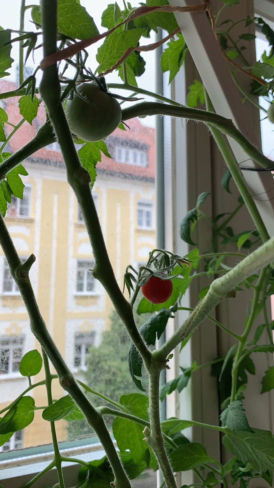 Tomatenpflanze am Fenster mit roter Kirschtomate und grüner unreifer Frucht.