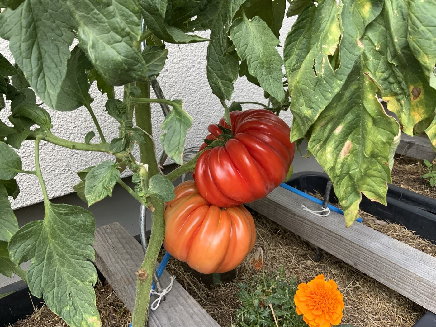 Tomatenpflanze im Garten mit roten Tomaten und orange Ringelblume im Vordergrund