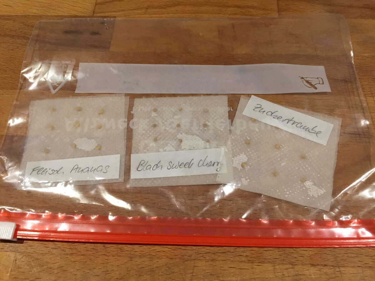 Transparenter Zip-Beutel mit Saatgut-Proben auf Holztisch, beschriftete Papierscheiben.