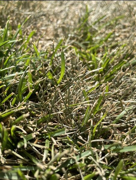 Nahaufnahme von Gras mit grünen und braunen trockenen Halmen.
