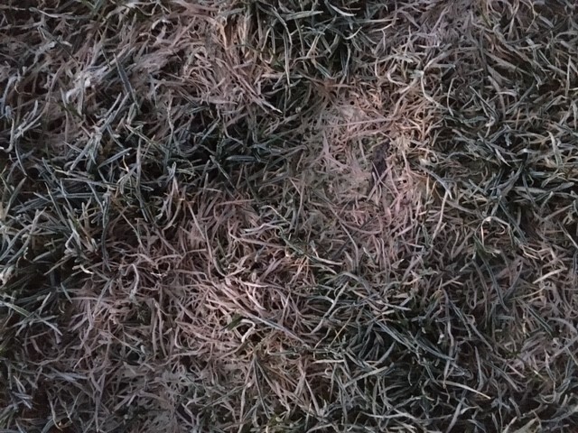 Nahaufnahme von trockenem braunen Gras und Halmen