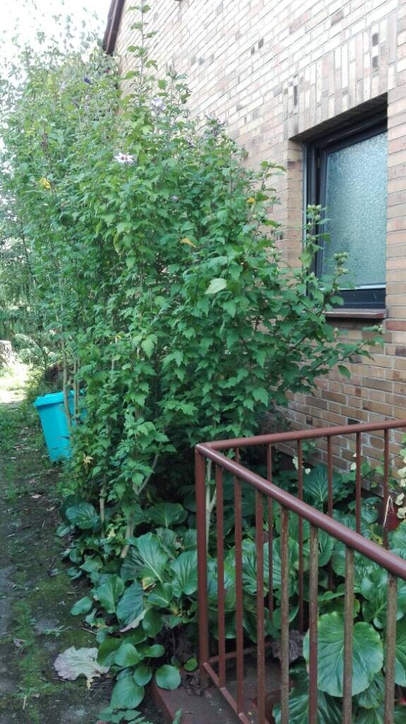 Garten mit üppigem Grün vor einem gemauerten Hausfenster, rotem Geländer und großen Blättern.