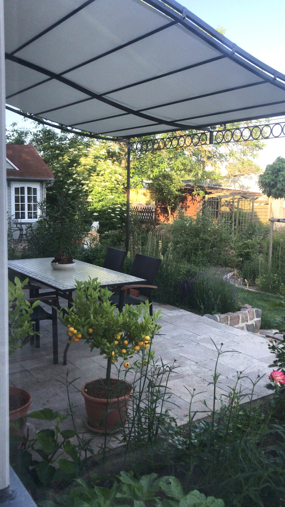 Garten-Terrasse mit Esstisch und Stühlen unter Metall-Pergola, Zitronenbaum im Topf.