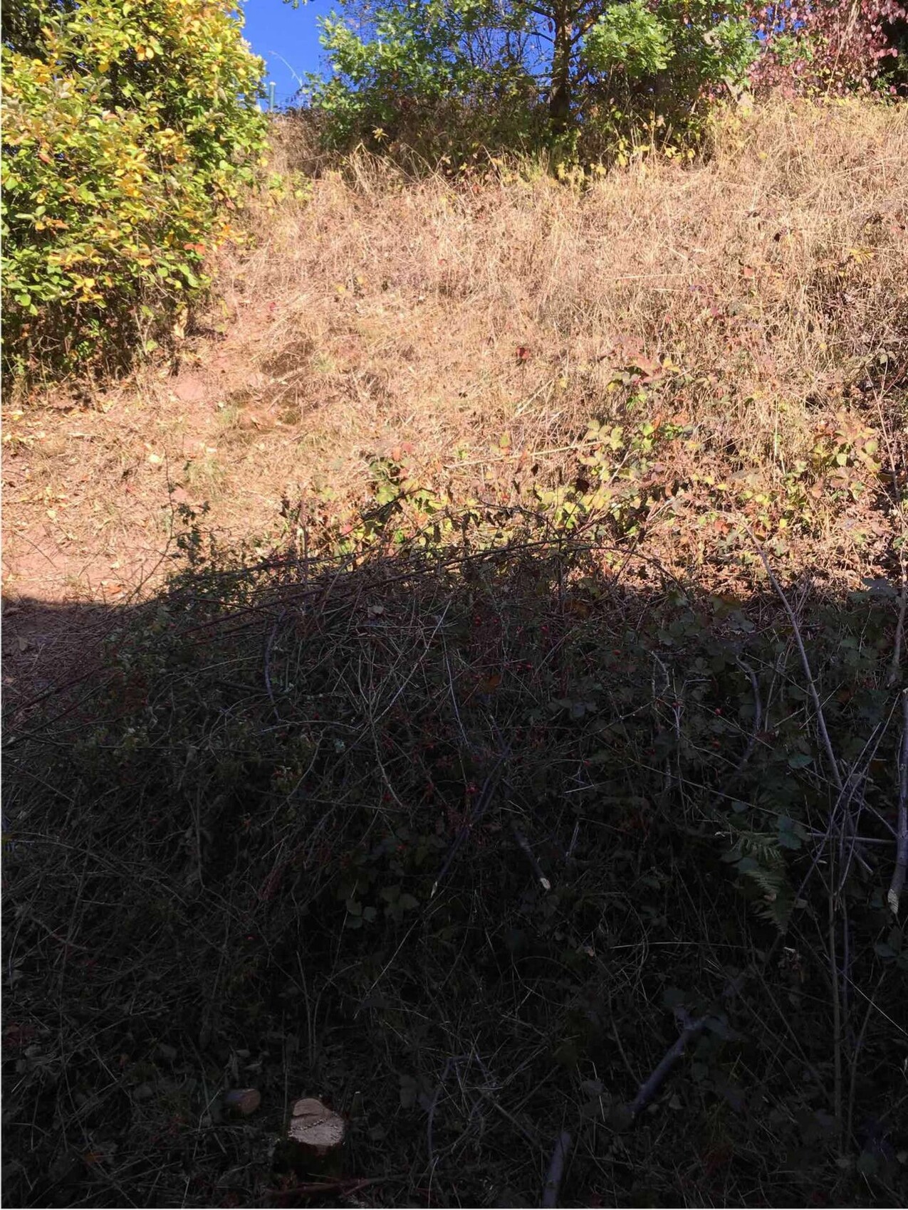 Überwucherter Gartenbereich mit trockenem Gras und Sträuchern am Hang