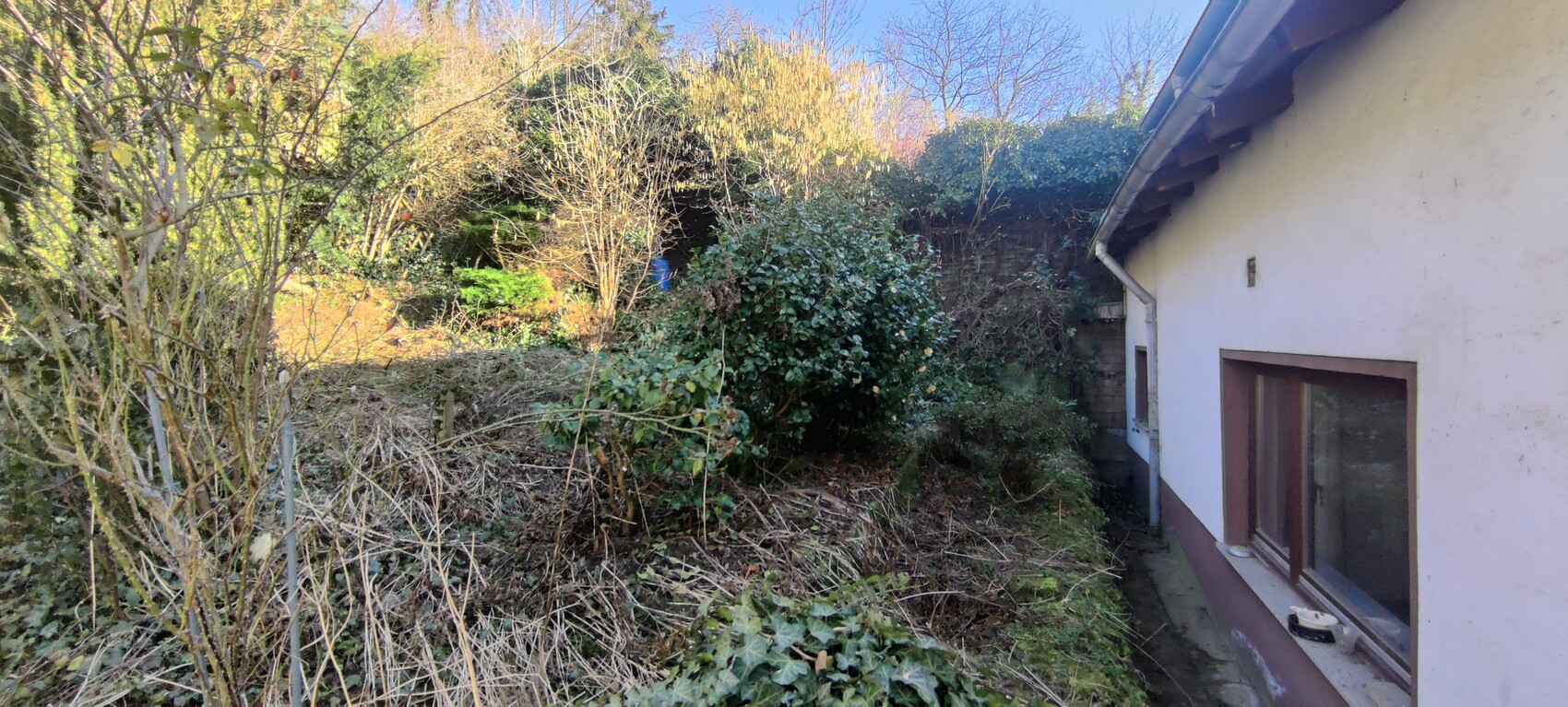 Garten mit verwilderter Vegetation, Sträucher und Bäume neben einem weißen Haus.