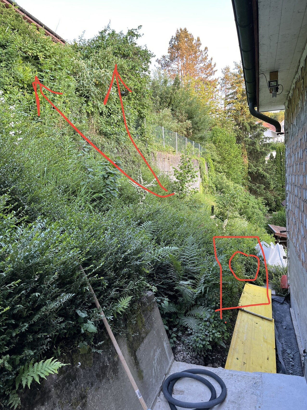 Ungepflegter Gartenbereich neben Haus; dichter Bewuchs, Zaun, gelbe Bretter, Schlauch im Vordergrund