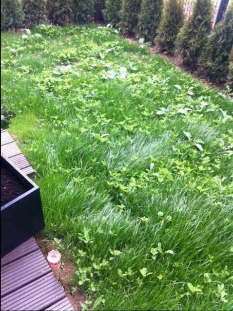 ueberwucherter-garten-mit-gruenem-gras-und-hecken.JPG