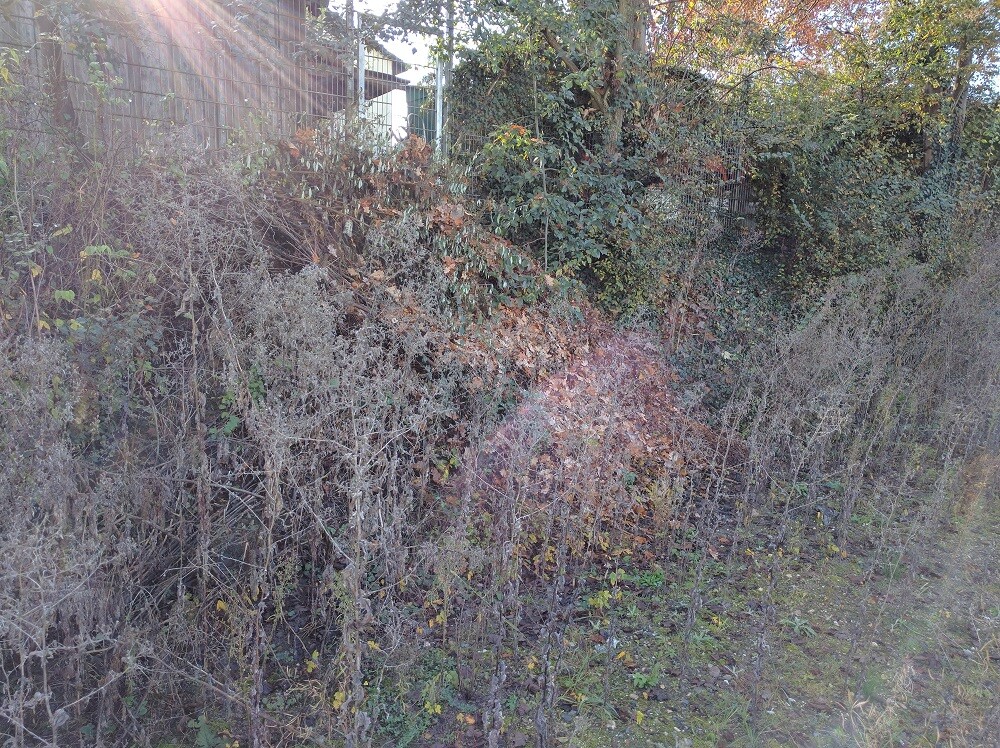Überwucherter Gartenbereich mit Buschwerk, Zaun im Hintergrund und trockenen Pflanzen.
