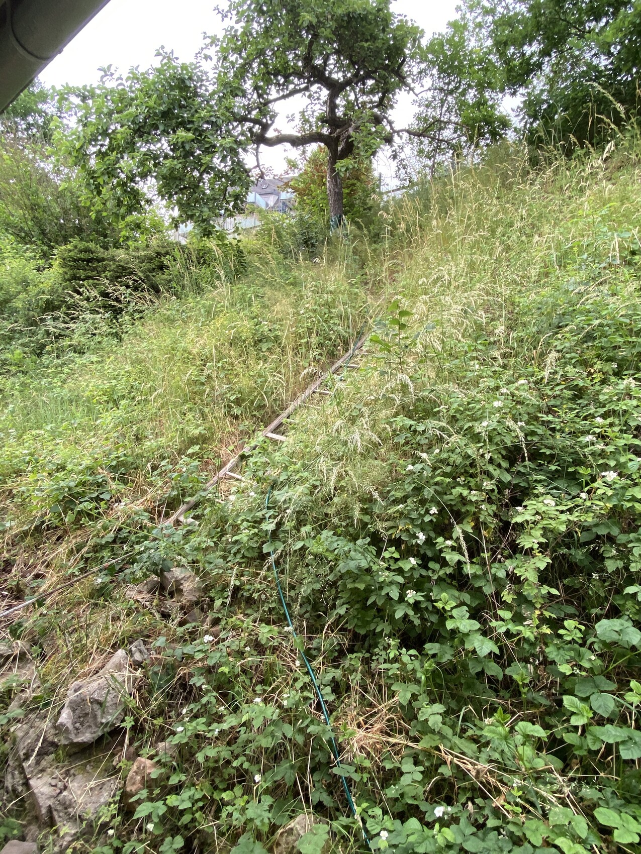 Überwucherter Bahndamm am Hang mit Gras, Kletterpflanzen, einer Schiene und Baum im Hintergrund.
