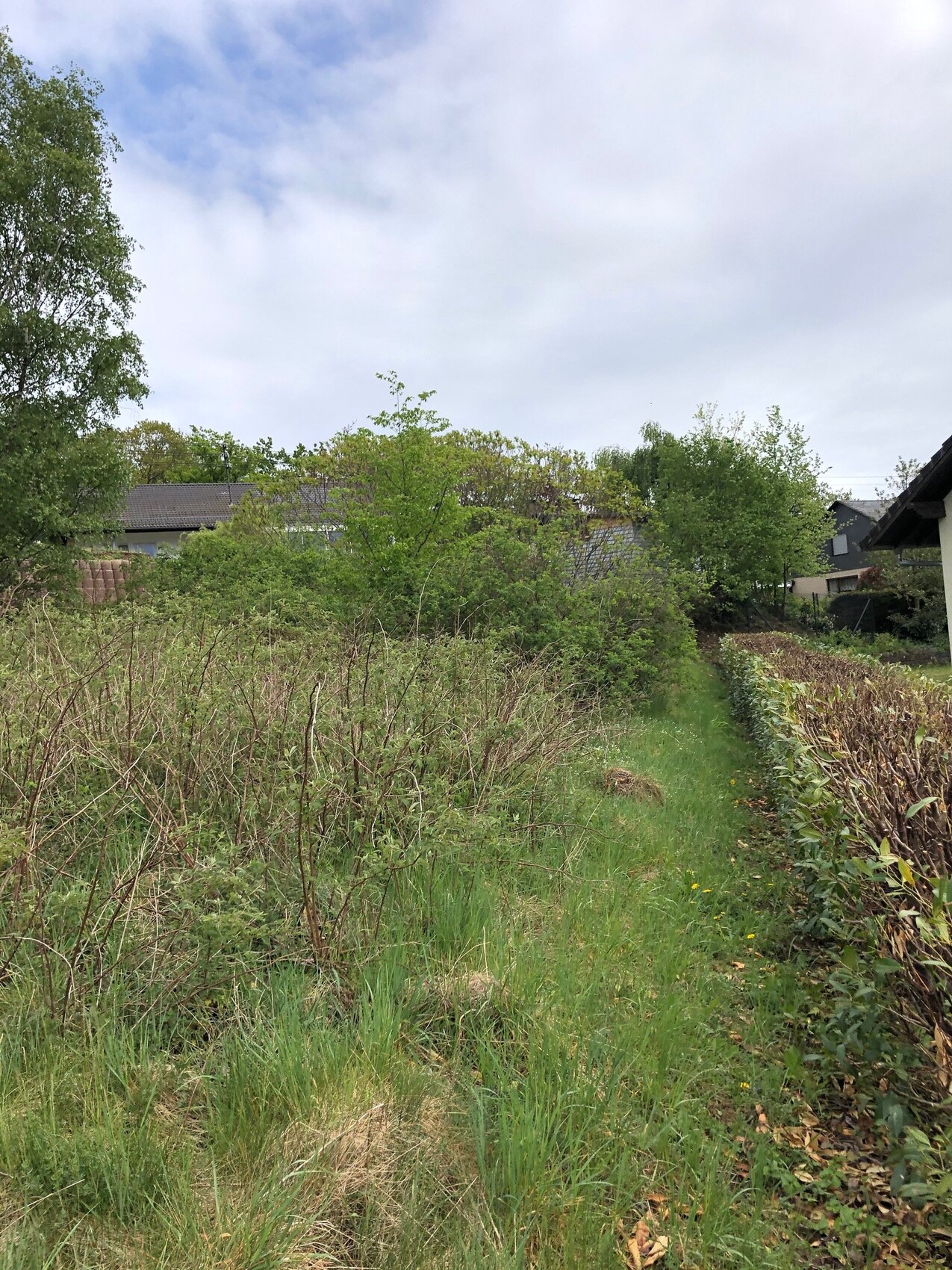 Grüner Gartenweg zwischen Sträuchern, Bäumen links, Häuser im Hintergrund.