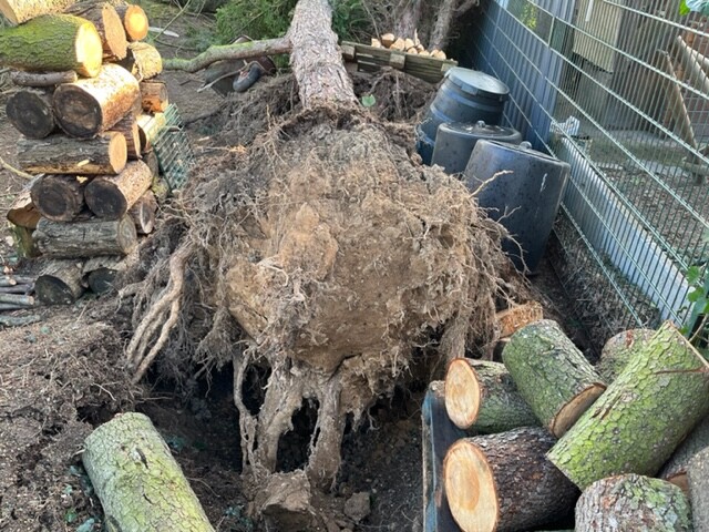 Umgestürzter Baum mit Wurzelballen, Erde und Holzstapeln neben Zaun.