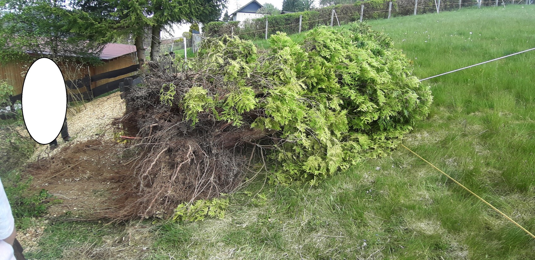 umgestuerzter-strauch-im-garten-wurzelballen.jpg