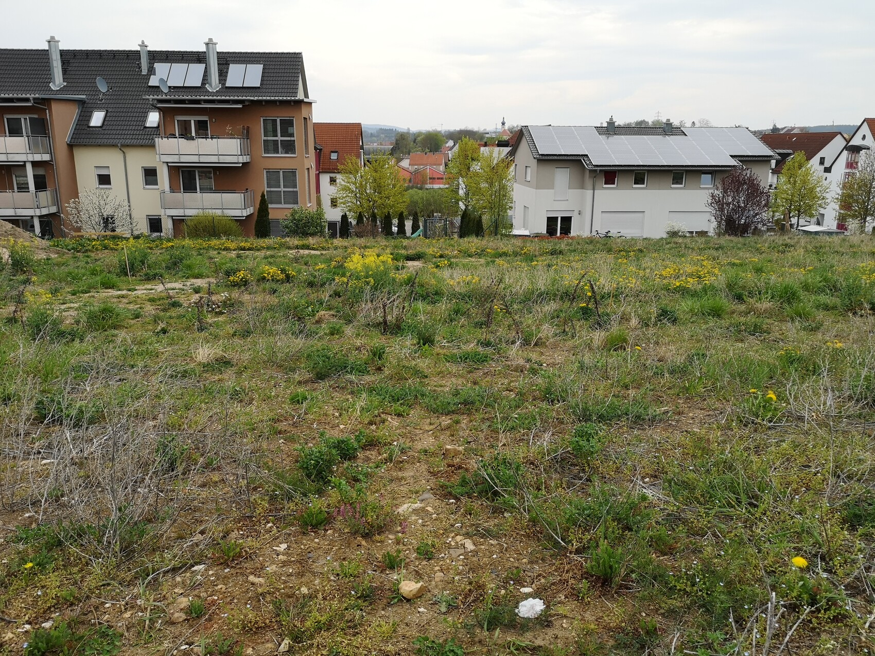 Leerstehendes, unbebautes Grundstück mit Wildpflanzen; dahinter Wohnhäuser mit Solarpaneelen.