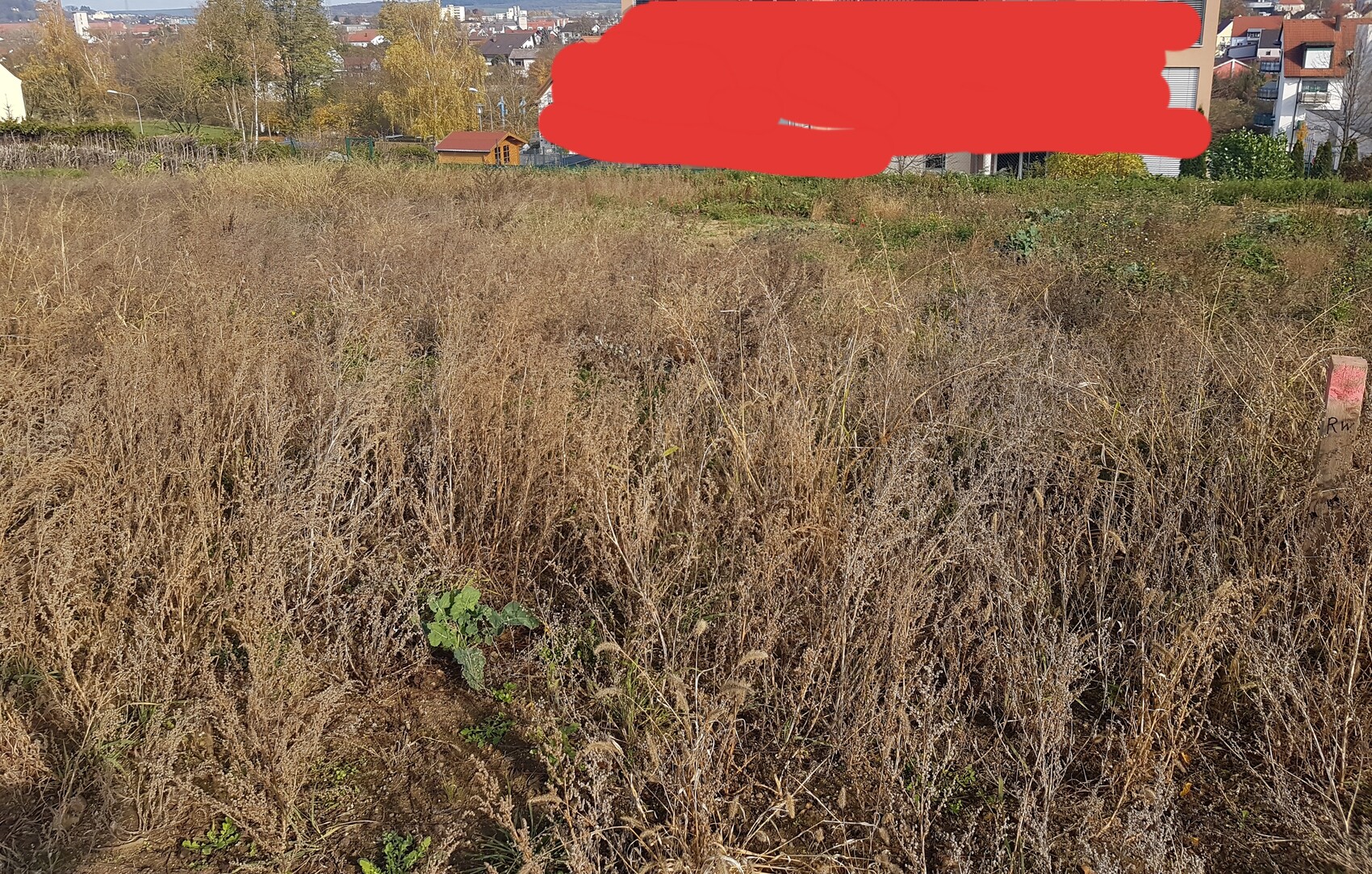 Trockenes Grasfeld mit braunen, hohen Gräsern; im Hintergrund Häuser, Bäume.