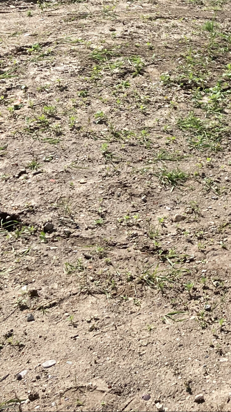 Trockenes, kiesiges Erdreich mit vereinzelten grasartigen Unkrautpflanzen.