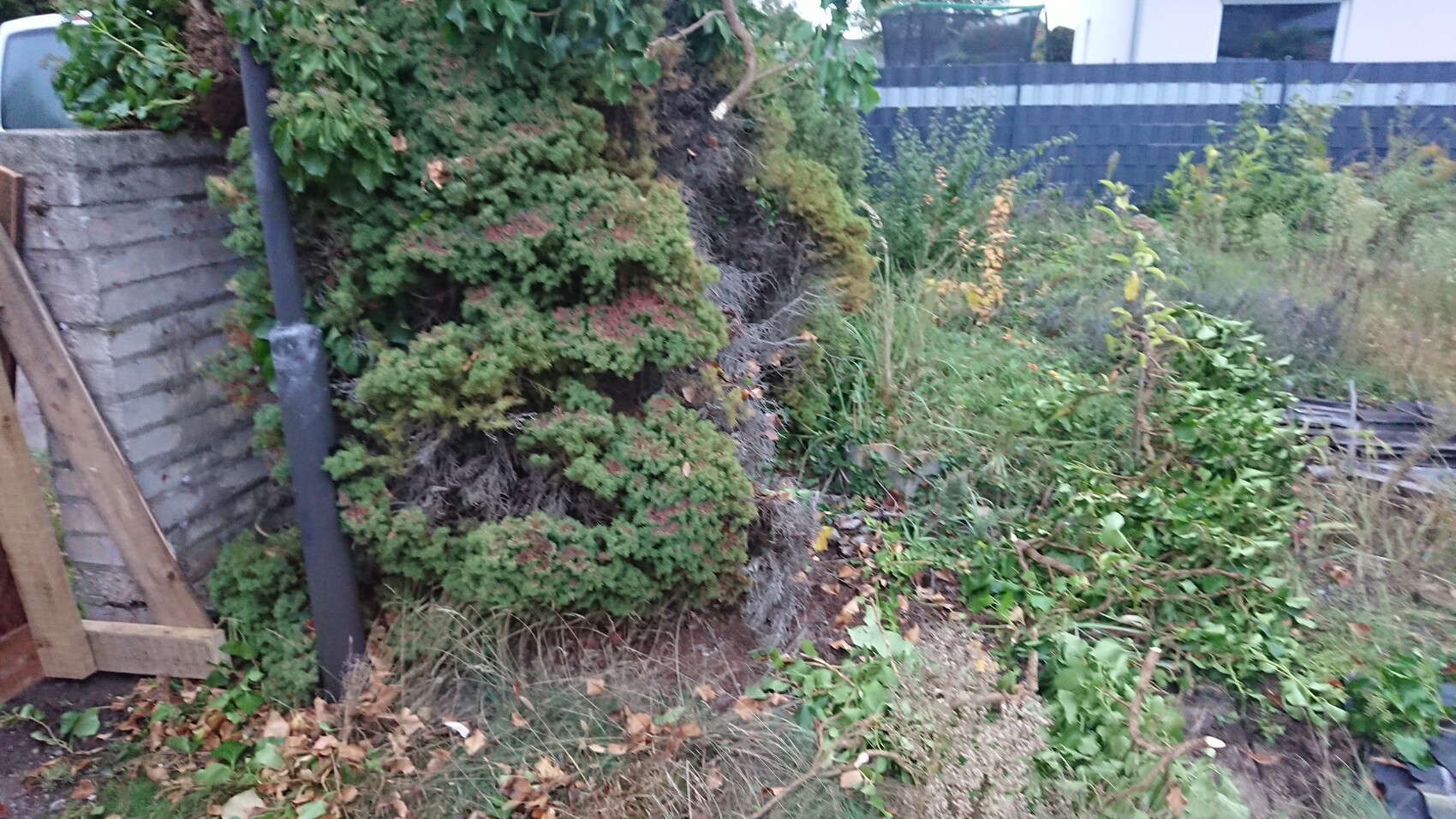 Unordentlicher Gartenbereich mit überwucherter Pflanze, Abflussrohr und Gehölzschnitt.