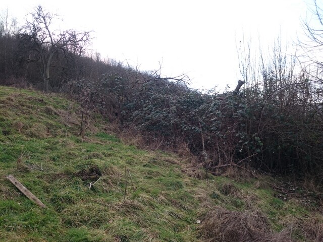 Unbebautes Hanggrundstueck mit Gras, Strauchbewuchs und Baumen am Rand
