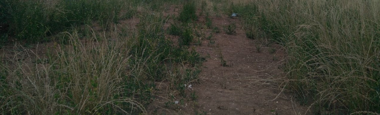 Schmaler Erdweg zwischen trockenem Gras und Sträuchern, führt ins Buschwerk.