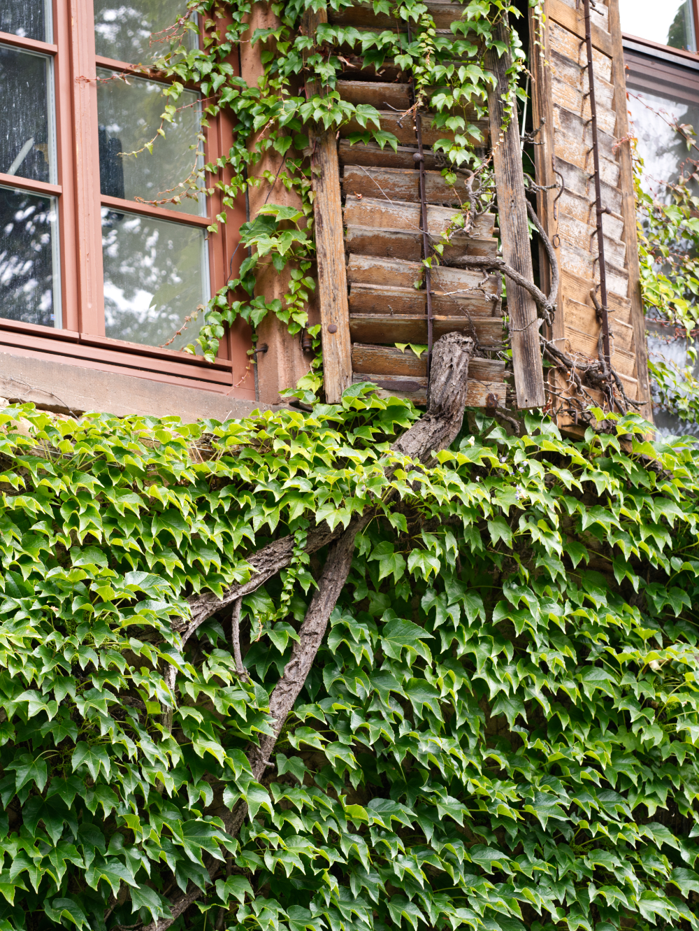 unser-haus-hat-jetzt-fensterlaeden-513150-1.jpg