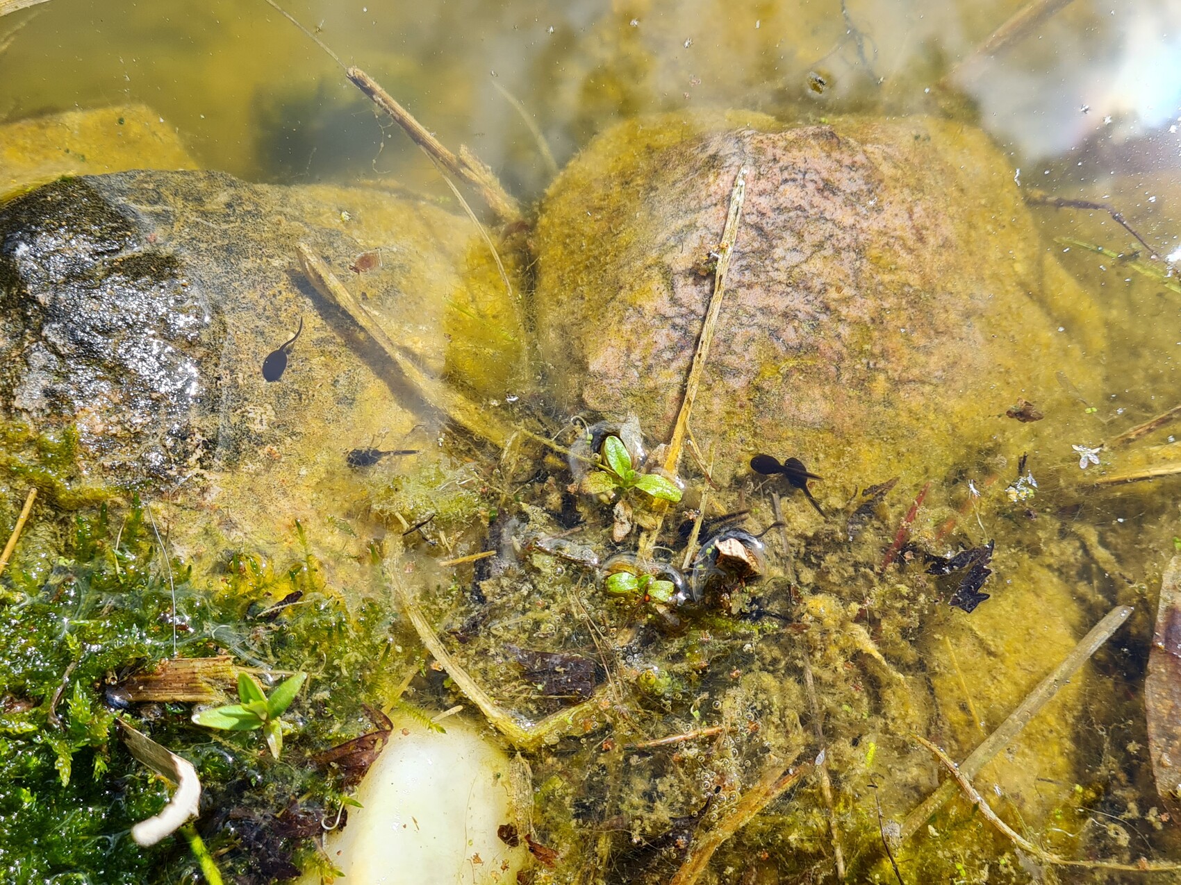 Flaches Wasser mit moosbedeckten Steinen, Algen, Treibholz und kleinen grünen Pflänzchen.