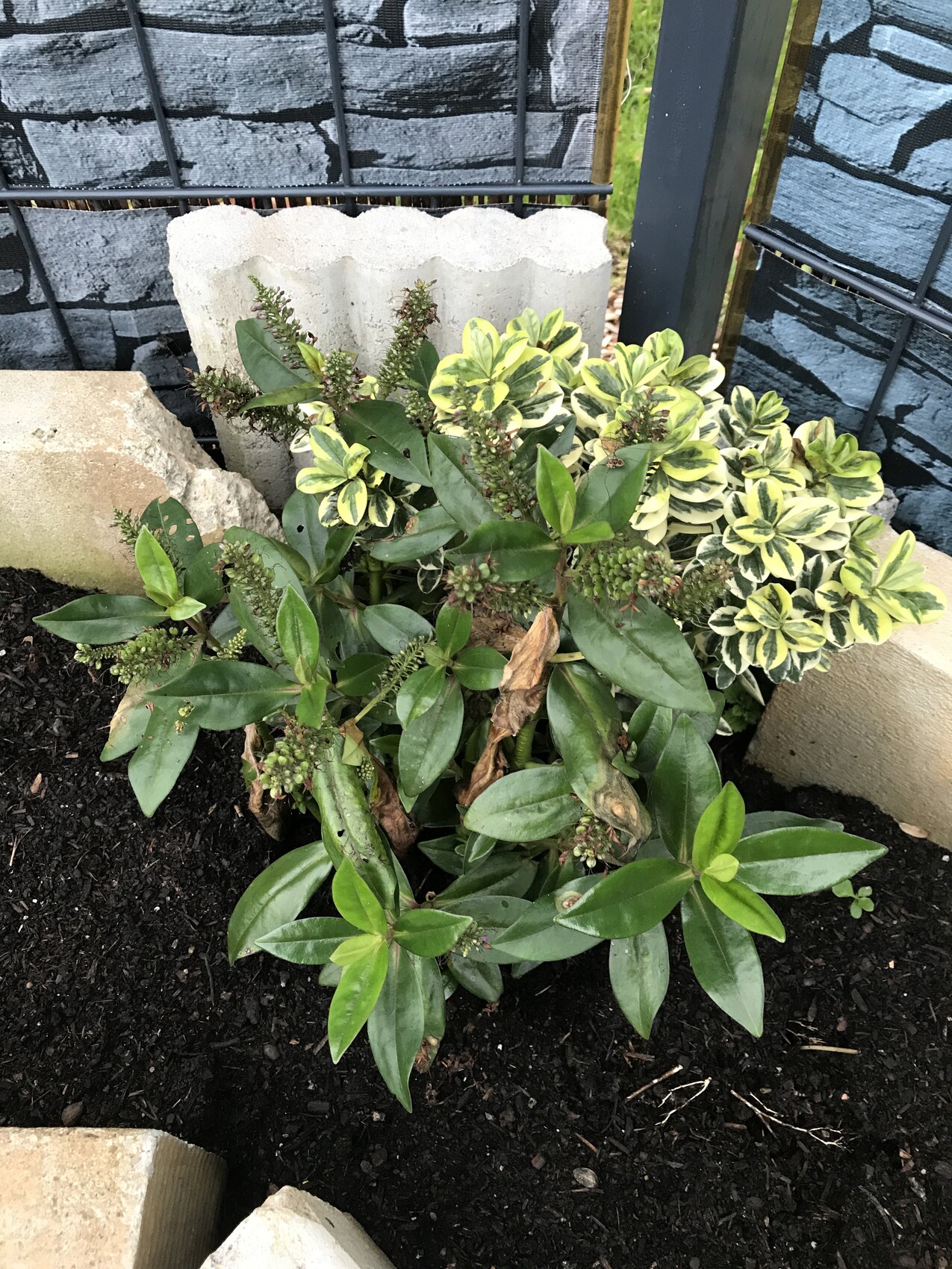 Gartenbeet mit dunklem Boden; Strauch mit Rispenblüten und gelb-grün variegter Zierpflanze.
