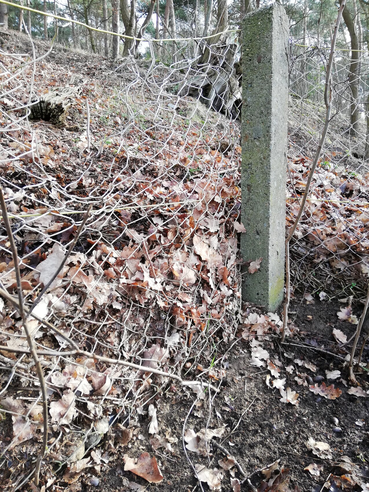 Verzinkter Drahtzaun mit Betonpfosten im Wald, Herbstlaub bedeckt den Boden.