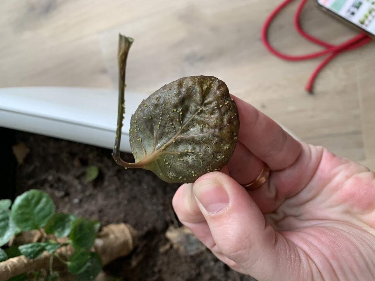 Eine Person hält ein kleines, rundes, dunkles Blatt mit gelben Punkten und sichtbaren Blattadern.