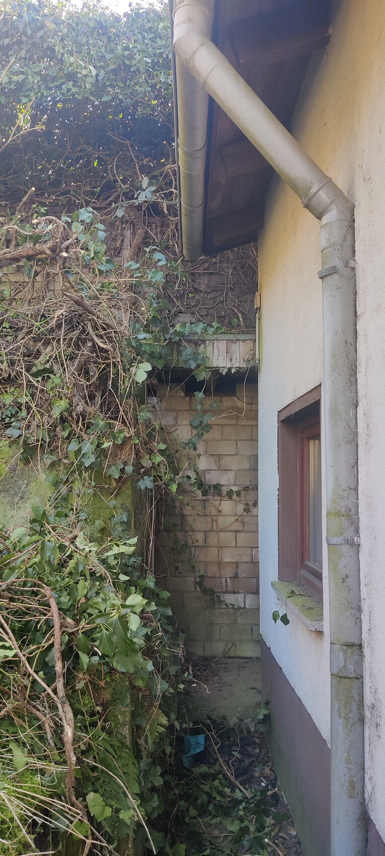 Außenansicht eines Hauses: Regenrohr an der Wand, kleines Fenster, überwucherter Garten mit Efeu.