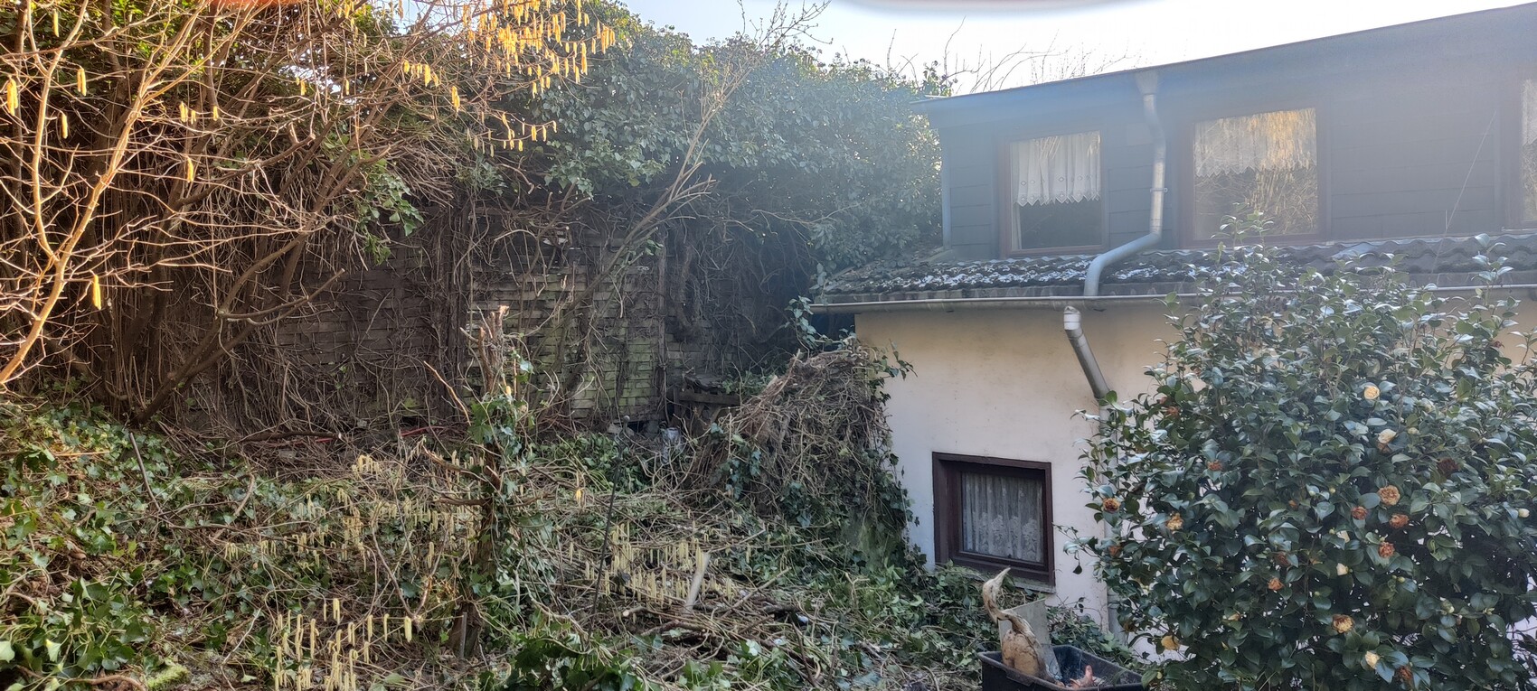 Verwilderter Garten vor kleinem Haus; dichtes Astwerk, Kletterpflanzen, Fenster mit Vorhängen
