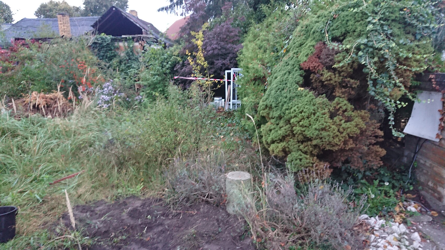Überwachsener Garten mit hohen Gräsern, Sträuchern und dichtem Bewuchs